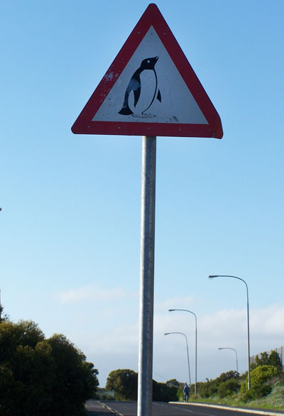 Pinguinos paseando