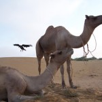 Animales del desierto