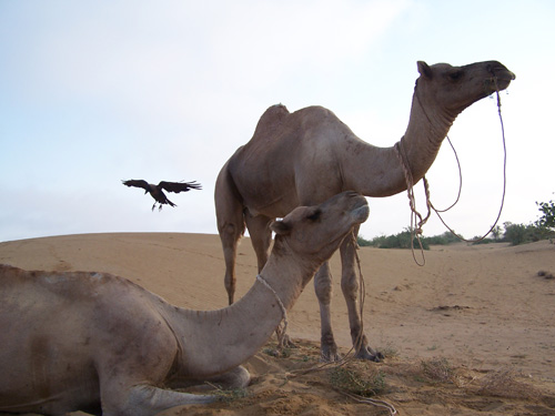 Animales del desierto (Jaisalmer). Compártelo: