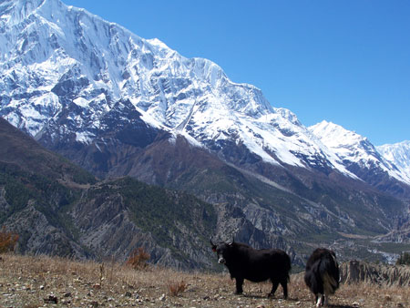 Yaks en el Himalaya