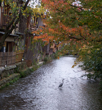 Una grulla en Kyoto