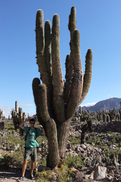 Cactus gigantes en Humahuaca