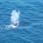 Ruta de ballenas