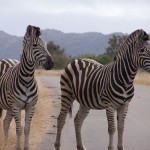 Kruger: Principiantes de safari