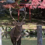 Bambis glotones en Nara