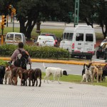 Paseadores de perros en Buenos Aires